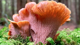 An autumn walk in the mountains in search of rare mushrooms