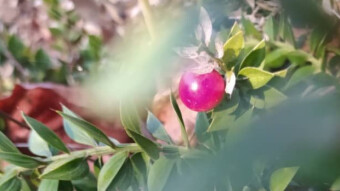 Nature’ Will Is Absolute, Like Salvation & Liberation