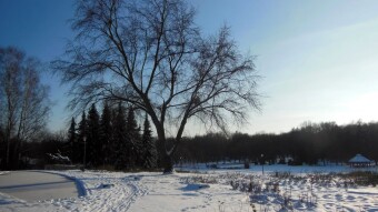 The frost has subsided a bit, the sun is in the sky all day - what else do you need for a successful walk? - My Actifit Report Card: January 10 2024