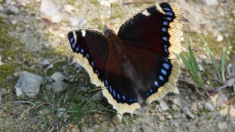 Nymphalis antiopa - Nymphalis mourner (Beauty of Camberwell), a difficult object to photograph