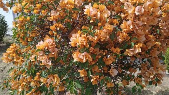 Beautiful bougainvillea