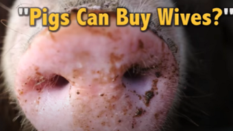 Pigs Can Buy Wives? Papua New Guinea