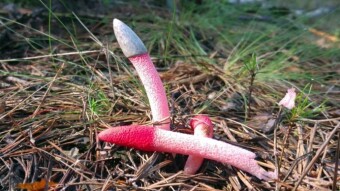 Ravenel's red stinkhorn - Raspberry appearance, carcass smell