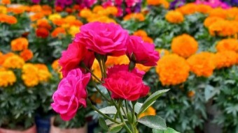 Hazari Rose flower photography.