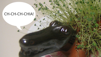 Chi-chi-chi-chia: green mining?