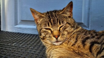 Convenience Killed The Beast(Cat)
