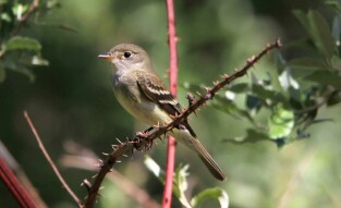 The "Empidonax alnorum" or More Commonly Known as the Alder Flycatcher