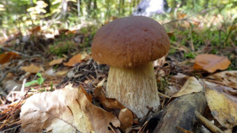 Rain is needed immediately, otherwise there will be no mushrooms