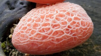 Rosy veincap - a mushroom like from another planet