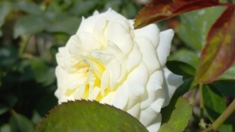 Rose flower Photography
