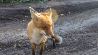 Poor Little Fox