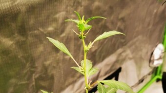 Green StarBusrt Re-veg 1.1 Day 3