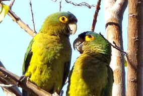 Orange Fronted Conures