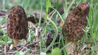 Mushrooms occurring in Europe - Morchella Conica