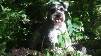 My Best Friend Pepper (Paevar The Silver)