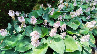 More beautiful and strange flowers in the park garden