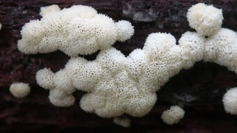Coral Slime - a migrating arboreal mushroom