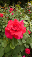 Silesian Park - Rosarium #1