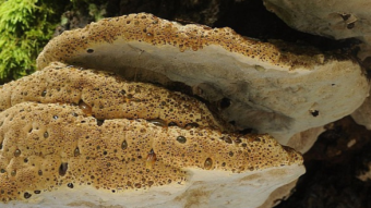 Mushrooms occurring in Europe - Pseudoinonotus dryadeus