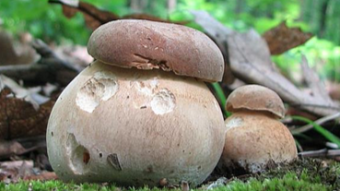 Fascinating mushroom shapes - Boletus reticulatus