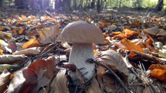 The last mushroom picking this year (I think)