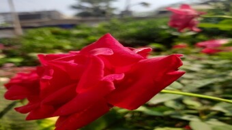 "A Rose for Every Beat: A Silent Tale of Love and Sacrifice"
