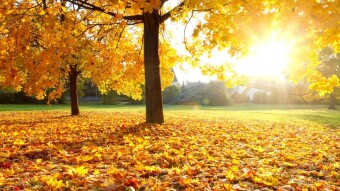 Autumn Leaves