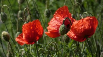 Field poppy. Is it narcotic? Can you get opium and morphine out of it?