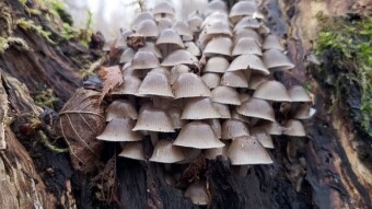 Winter is not terrible - Bell-shaped mushroom (Mycena tintinnabulum)