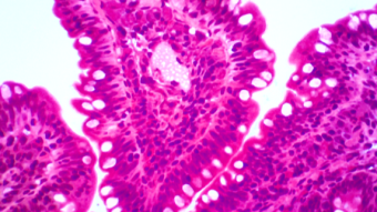Mammalian Tissue Under the Microscope