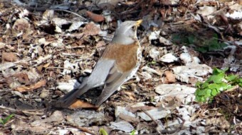 The master of camouflage - the fieldfare in dry leaves