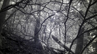 Walking a path in the Dawson forest - Ultraviolet and Infrared Photography