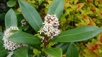 Flowers In My Garden - A Picture Tells A Thousand Words ~ 004
