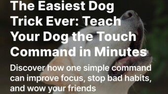 The Easiest Dog Trick Ever: Teach Your Dog the Touch Command in Minutes