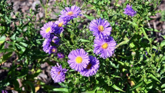 More beautiful and strange flowers in the garden