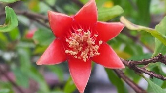 Flower Photography