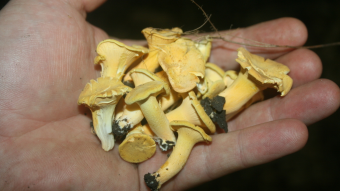 Mushroom Monday - My Most Successful Chanterelle Haul Yet