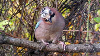 Meeting a young jay - a surprise on both sides