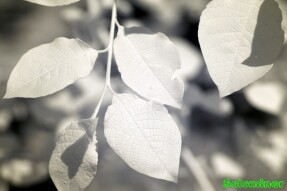 Ultraviolet and Infrared Photography - Pussy Willow plant