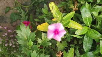 Photography & Videography of Noyontara flower.
