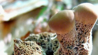 Mushrooms occurring in Europe - Inonotus triqueter