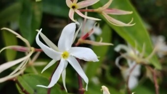 Flower Photography.