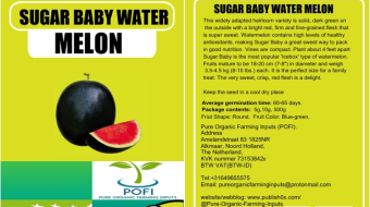Sugar Baby Watermelon: The Original of Backyard Gardening!