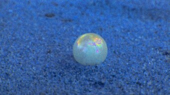 Pearl