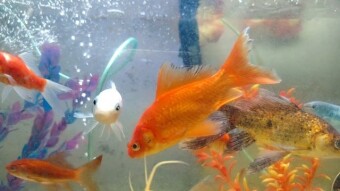 Wonderful fish Aquariums videography
