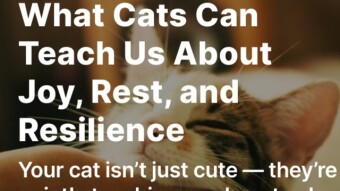 What Cats Can Teach Us About Joy, Rest, and Resilience