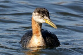 Red-necked Grebe (Podiceps grisegena)