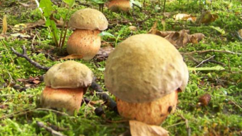 Mushrooms occurring in Europe - Boletus luridus