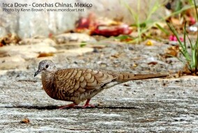 The Inca dove (Columbina inca)