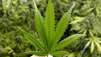 CannaBasics #3: What are Cannabinoids?
